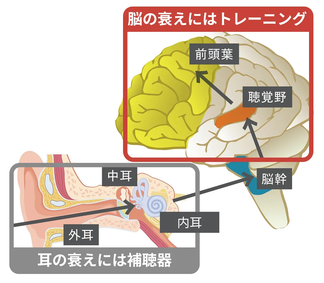 聞こえの仕組み:耳が音を受け取り、脳が音を処理して言葉として理解する