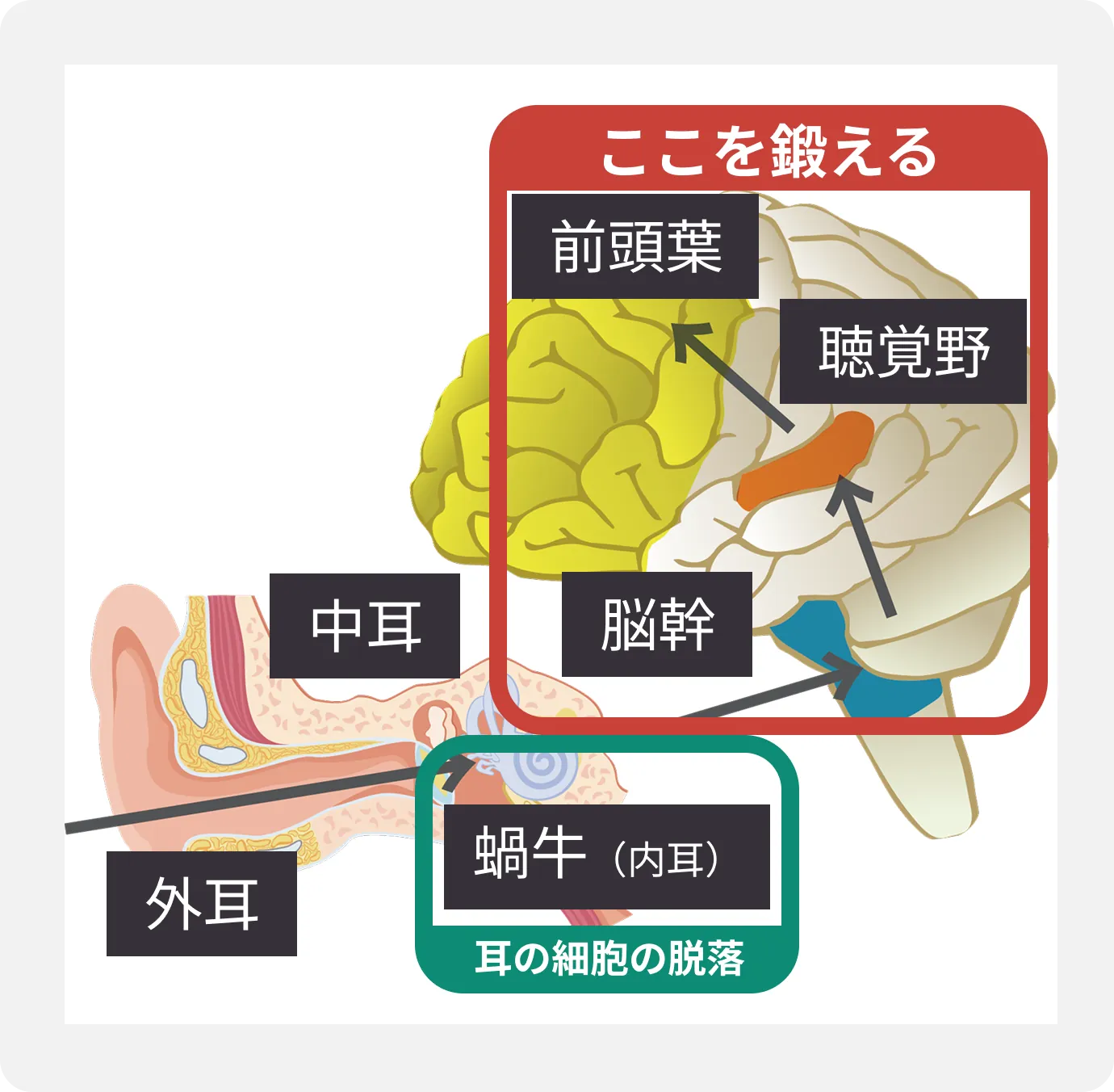 聞こえの仕組みイメージ