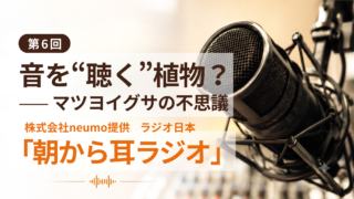 音を“聴く”植物？——マツヨイグサの不思議